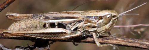Euchorthippus declivus